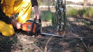  Oskaloosa, KS Tree Removal Services Pros