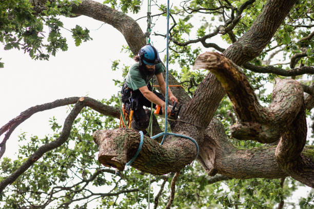 Best Leaf Removal  in Oskaloosa, KS