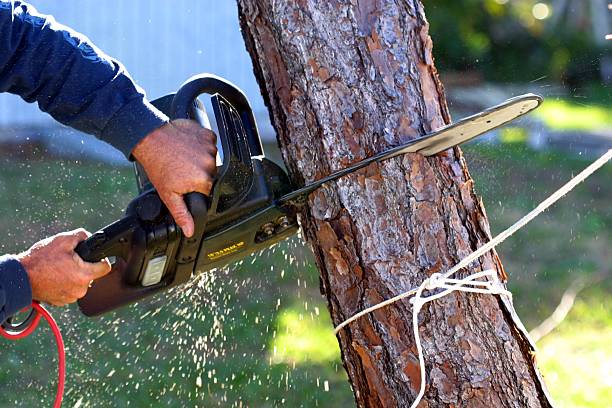 Best Tree Disease Treatment  in Oskaloosa, KS