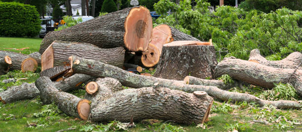 Reliable Oskaloosa, KS Tree Removal Services Solutions