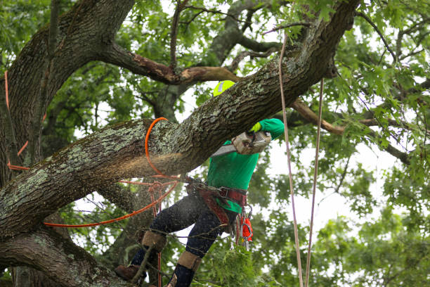 Best Commercial Tree Services  in Oskaloosa, KS