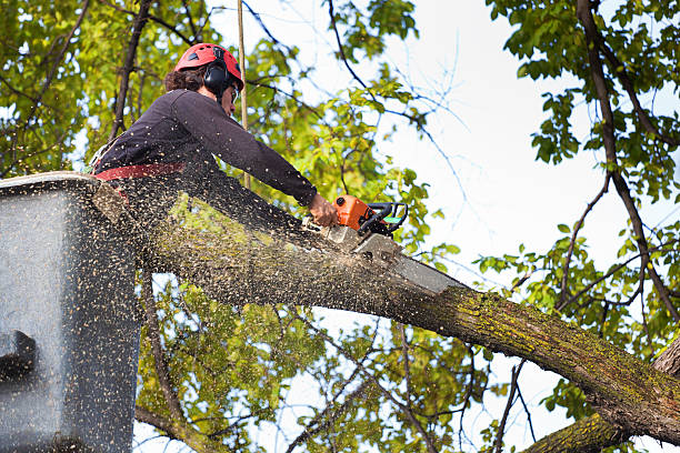 Best Firewood Processing and Delivery  in Oskaloosa, KS