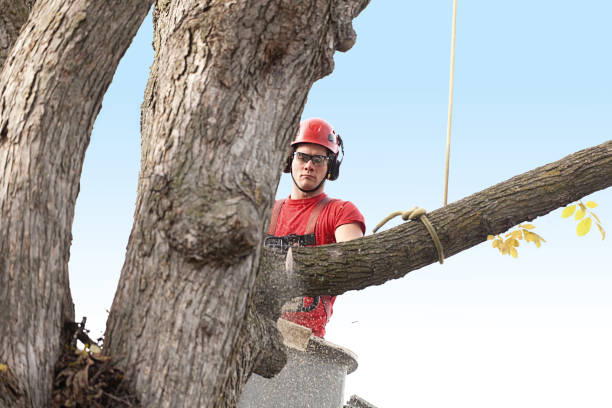 Best Emergency Tree Removal  in Oskaloosa, KS